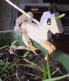 Picture of unicore limberjack
