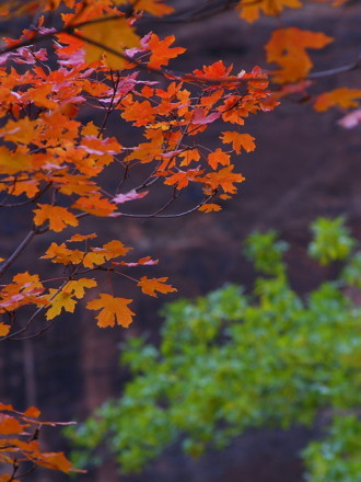 Trees in fall