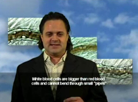 White blood cells are bigger than red blood cells and cannot bend through small "pipes"