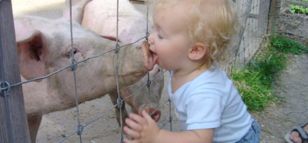 Toddler kissing pig