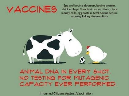 animal dna in vaccines